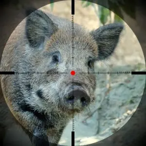 Gum Log Plantation hog hunting in GA