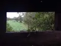 view-deerstand-abbevillega