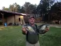 bream-gumlog-plantation-fish