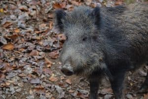 Gum Log Plantation hog facts