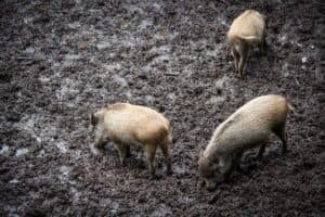 Gum Log Plantation hog hunting in GA