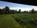 Hunting - Food Plot