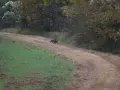 ga_hogs-coyote-2248