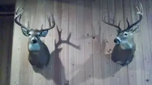 Gum Log has deer!