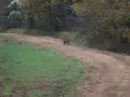 ga_hogs-coyote-2250