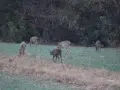 Deer on property