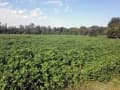 Major feeding acreage