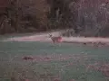 deer-hunting-2361