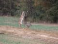 deer-hunting-2195