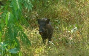 Gum Log Plantation hog hunting in GA