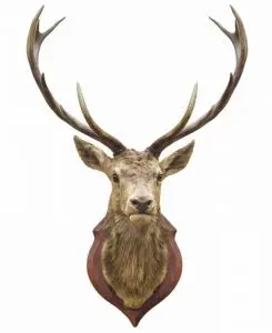 Gum Log Plantation hog hunting tips
