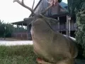 succesful-deer-hunting