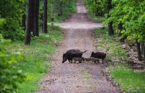 Gum Log Plantation hog hunting tips