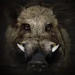 Gum Log Plantation hog hunting tips