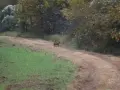 ga_hogs-coyote-2253