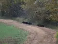 Hogs hanging out