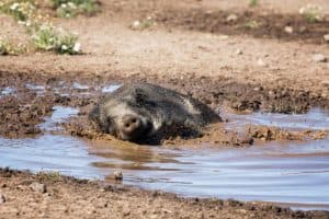 Gum Log Plantation hog hunting tips