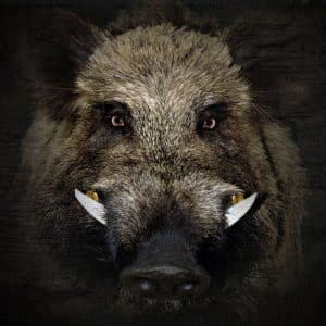 Gum Log Plantation hog hunting tips