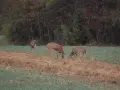 deer-hunting-2190