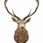 Gum Log Plantation hog hunting tips