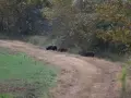 Right before hunter shoots hog