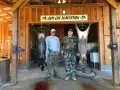Nice Hogs