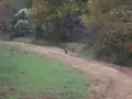 And here comes the coyote