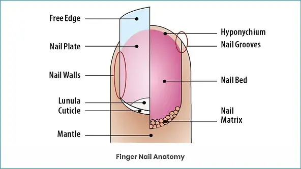 nail fungal infection Are you at Risk for Fungal Nail Infection?