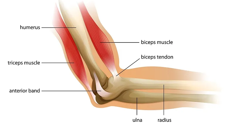 Elbow Dislocation