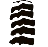 spine 1