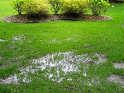 Puddles forming in green grass indicating potential yard flooding, a warning sign of septic system malfunction.