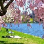 Cherry blossom tree beside a green chair on a lawn near a calm water body, highlighting springtime beauty and nature.