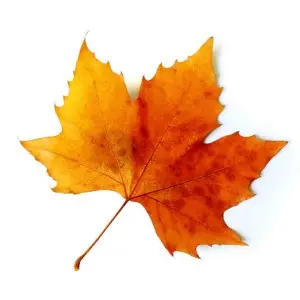 Vancouver Fall Home Maintenance