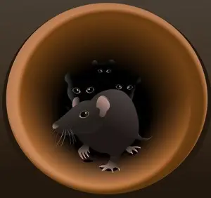 rats-in-pipes