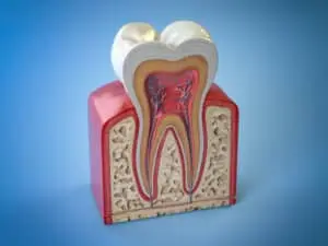 tooth.nerve