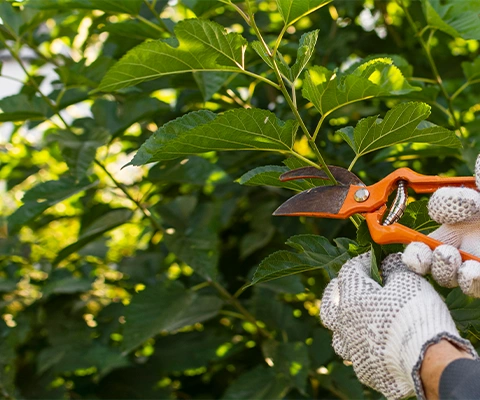 Tree Services Image