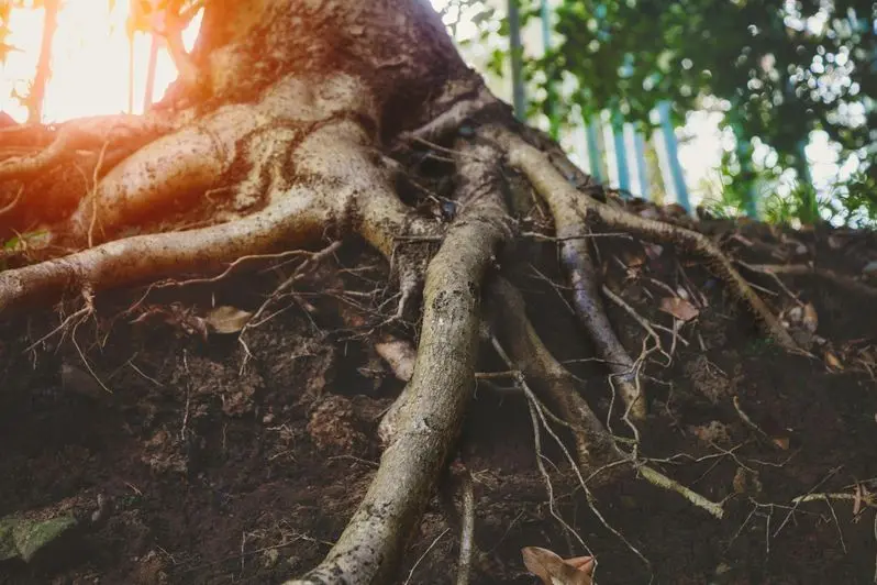 big old tree roots underground, sunny forest