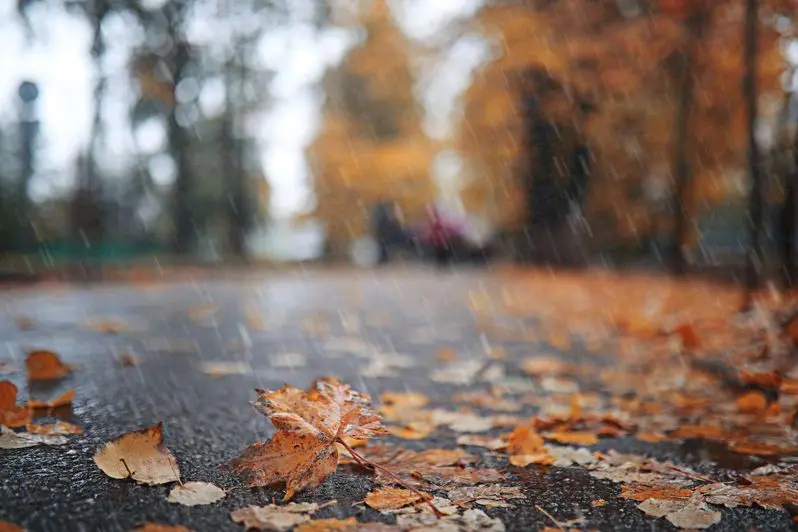 Fall leaves and heavy rain