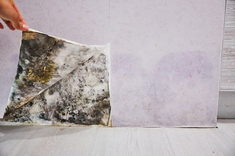 A shocked woman looking at mold on wall
