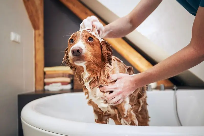 Pet owner washing their dog in a home bath tub