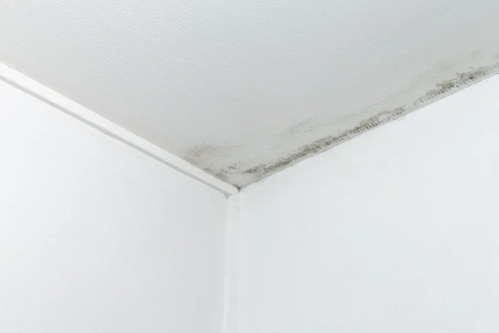 whole house dehumidifier gray mold on the ceiling and walls, dampness in the house, moisture or humidity inside house