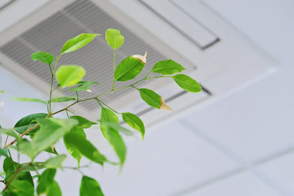 indoor air quality solutions Ficus green leaves on the background ceiling air conditioner in modern office or at home. Indoor air quality concept