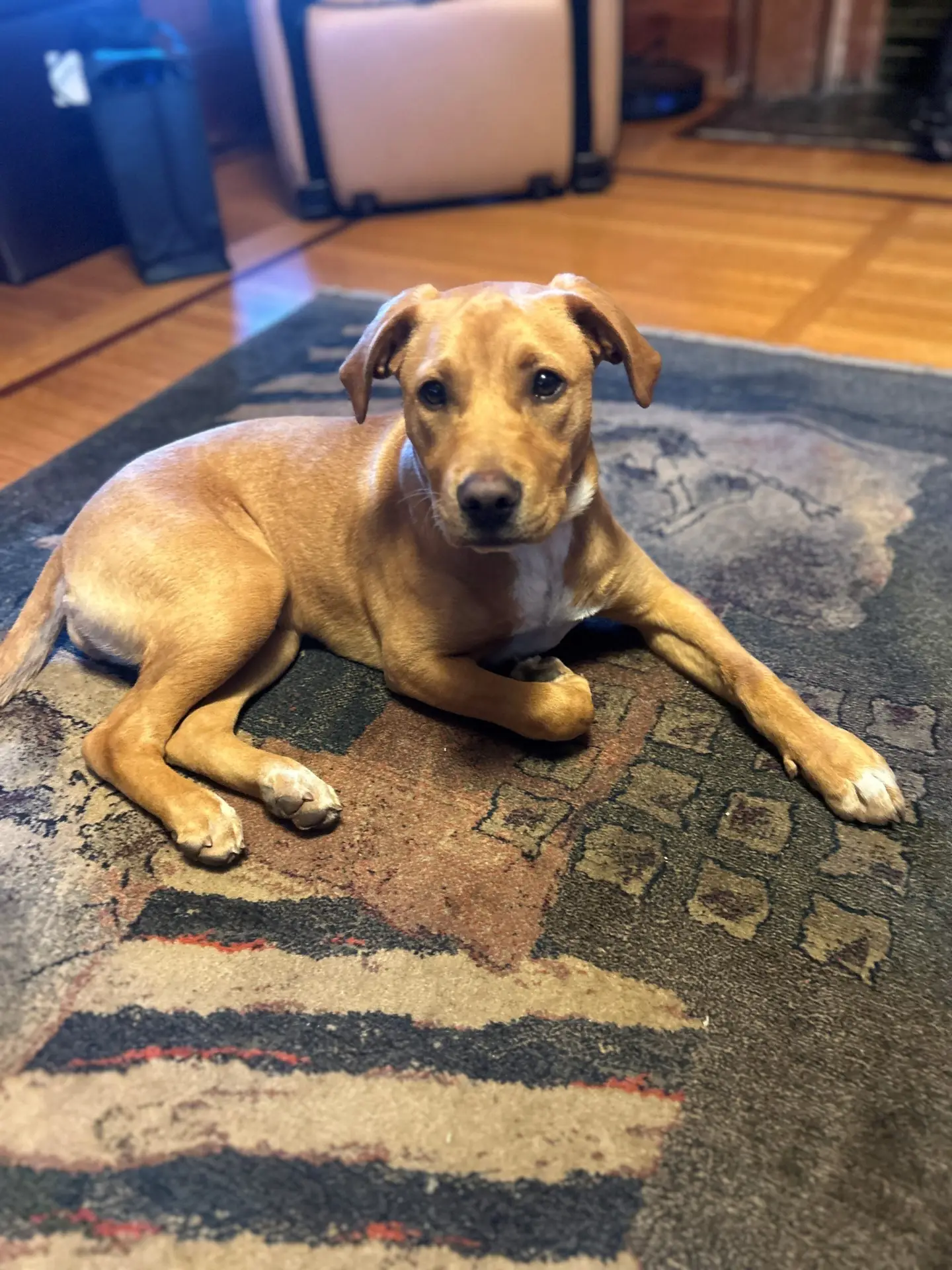Kora