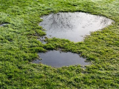 wet grass 