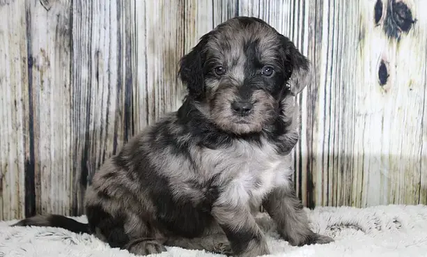 Black and white shepadoodle puppy