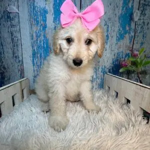 Rosalind