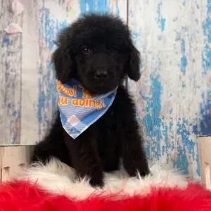 Ralph