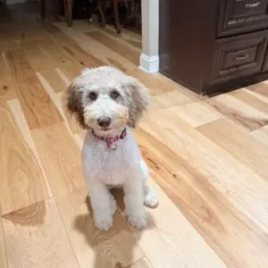 Clover- Service Dog Prospect