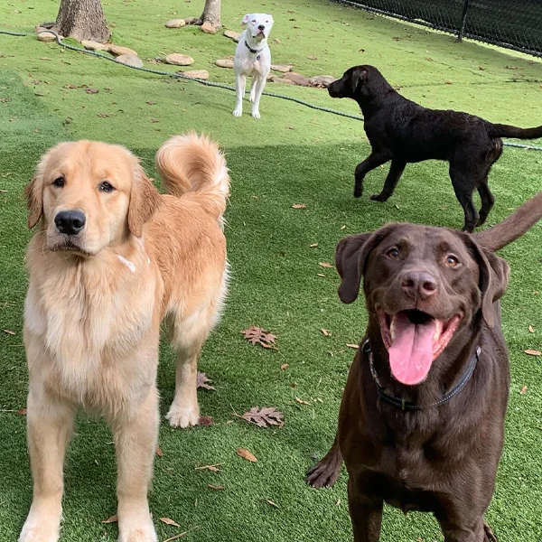 dog training
