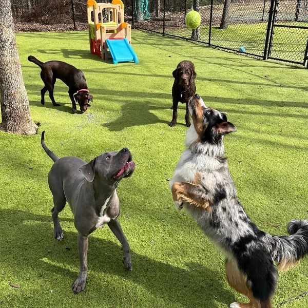 dog training